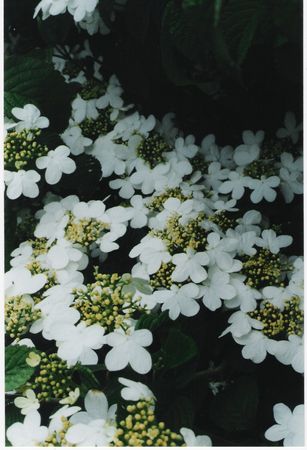 Viburnum plicatum tomentosum Summer Snowflake